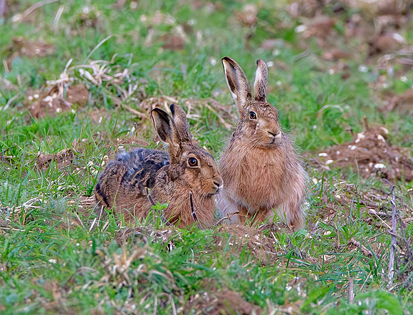 Brown Hare