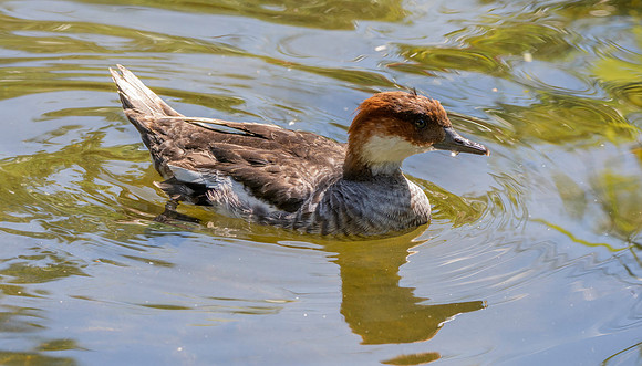 Red breasted merganser