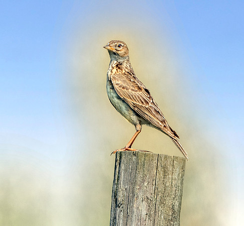 Richard's pipit