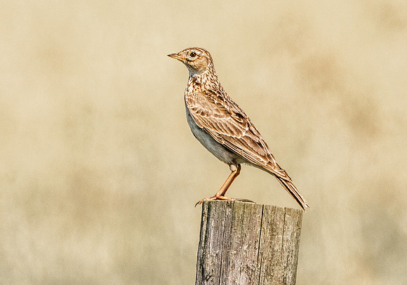 Richard's pipit