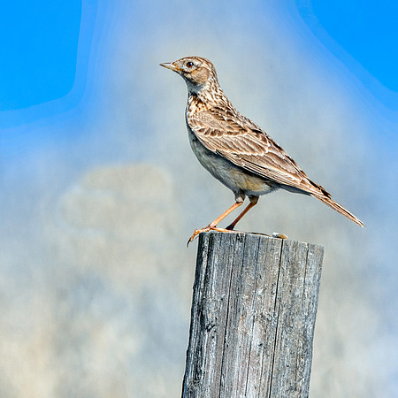 Richard's pipit