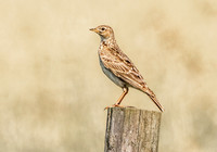 Richard's pipit