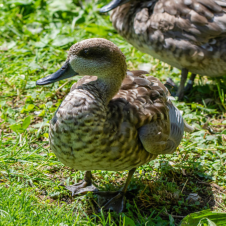 Marbled teal