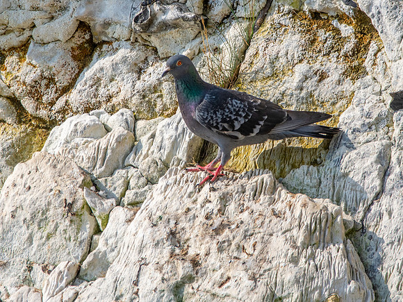 Rock pigeon