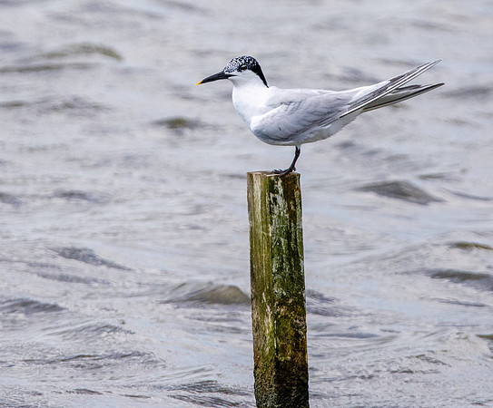 Sandwich tern