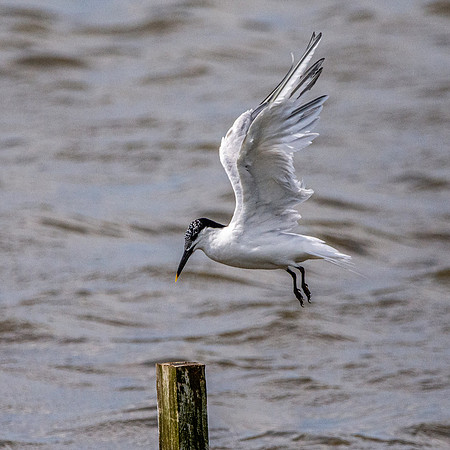 Sandwich tern
