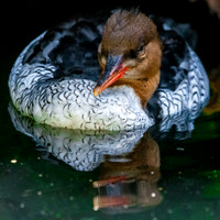Scaly-sided merganser