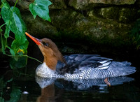 Scaly-sided merganser