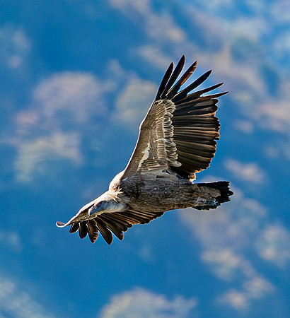Griffon vulture