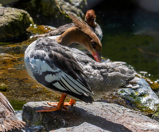 Scaly-sided merganser