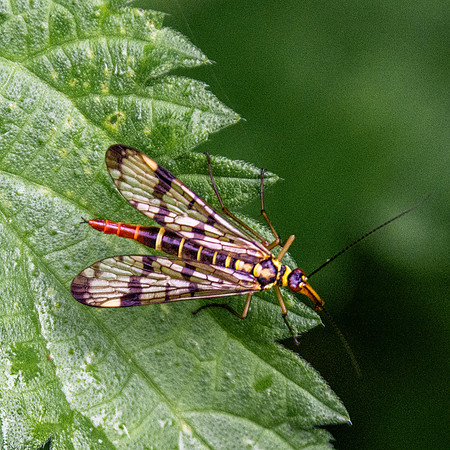 Scorpion fly