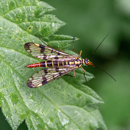 Scorpion fly