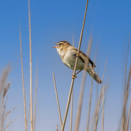 Sedge warbler