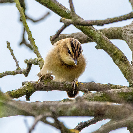 Sedge warbler
