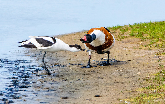 Common shelduck