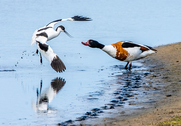 Common shelduck