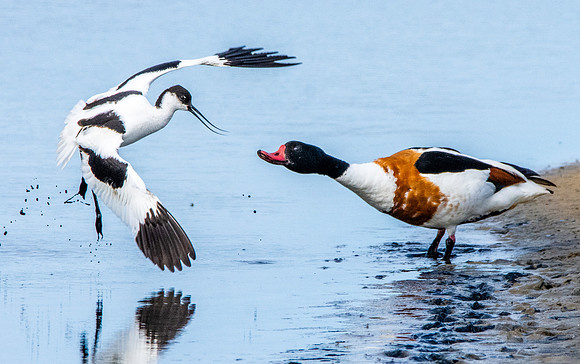 Common shelduck