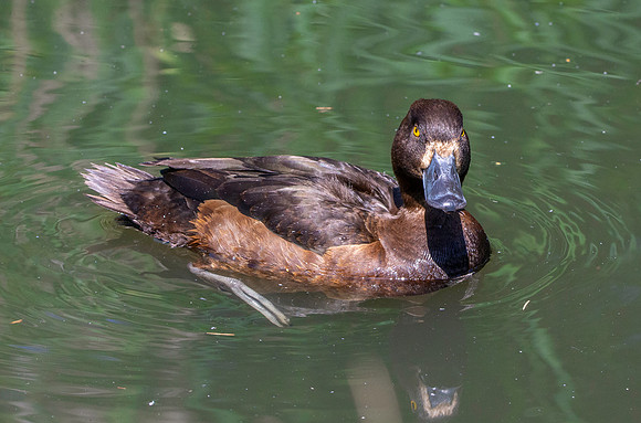 Tufted duck, female