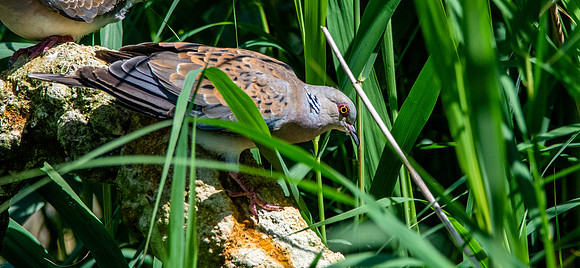 Turtle dove