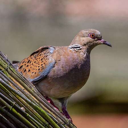 Turtle dove