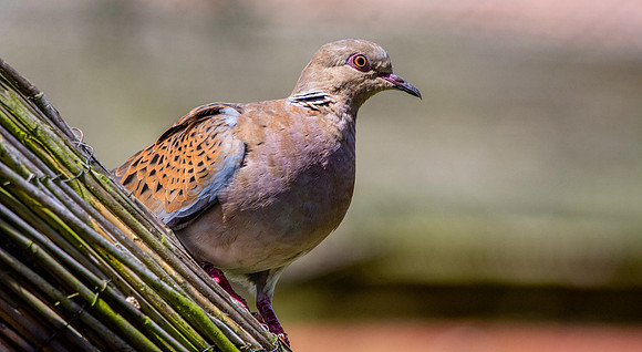 Turtle dove