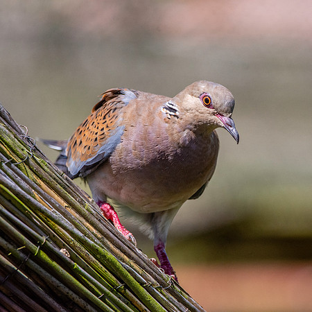 Turtle dove
