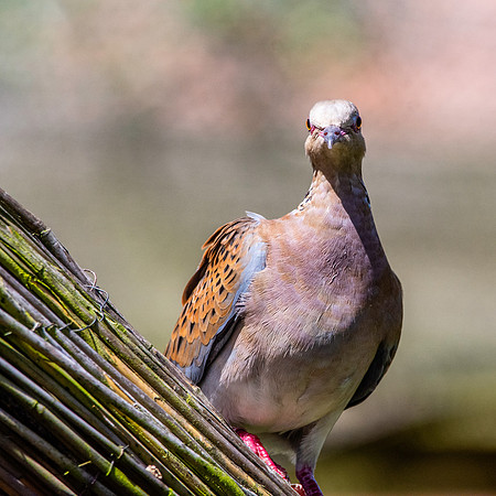Turtle dove