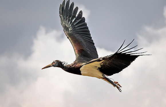 Abdim's Stork