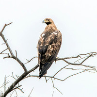 Imperial Eagle (Eastern)