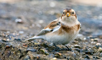 Snow bunting