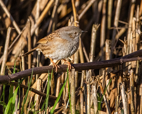 Dunnock / Hedge sparrow