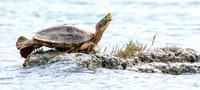 Red crowned roofed turtle