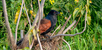 Greater coucal