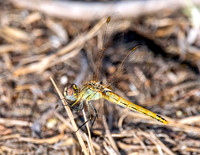 Red veined darter