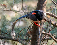 Red billed blue magpie