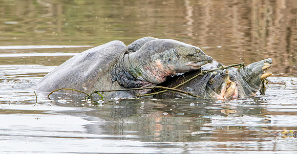 Indian softshell turtle