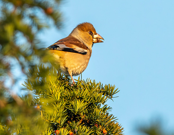 Hawfinch, female
