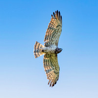 Short toed snake eagle