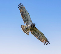 Short toed snake eagle