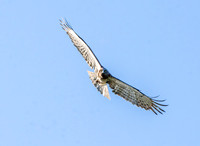 Short toed snake eagle