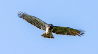 Short toed snake eagle