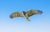 Short toed snake eagle