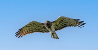 Short toed snake eagle