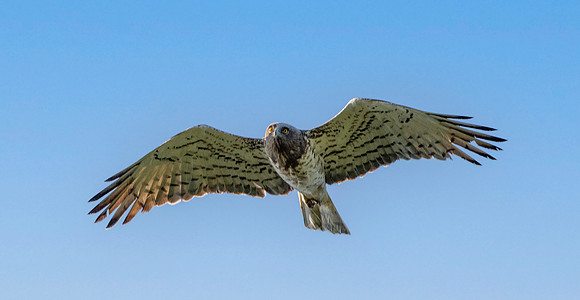 Short toed snake eagle