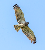 Short toed snake eagle