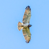 Short toed snake eagle