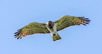 Short toed snake eagle