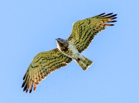Short toed snake eagle