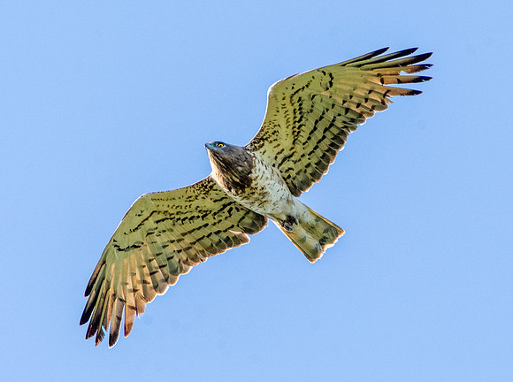 Short toed snake eagle
