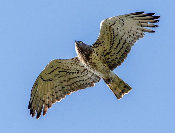 Short toed snake eagle